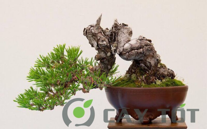 Cac loai cay lam bonsai mini