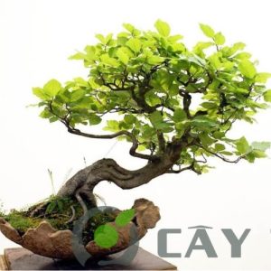 Cây Bonsai Mini