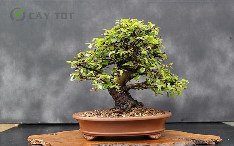 Cây Bonsai