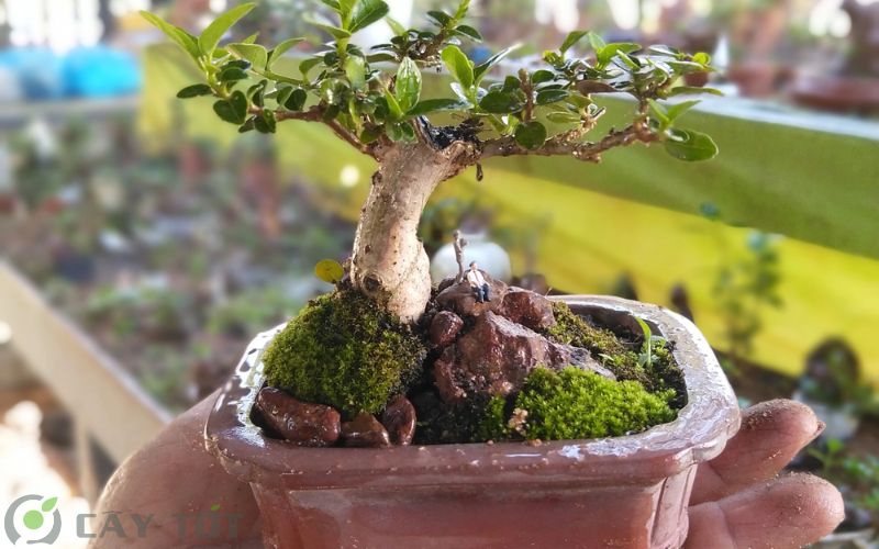 Cây Bonsai