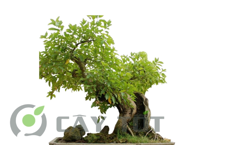 Cay sung bonsai 