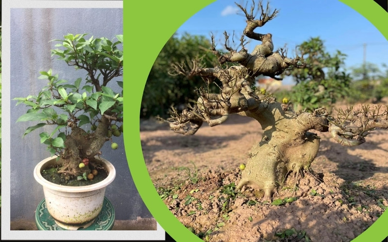 cay sung bonsai