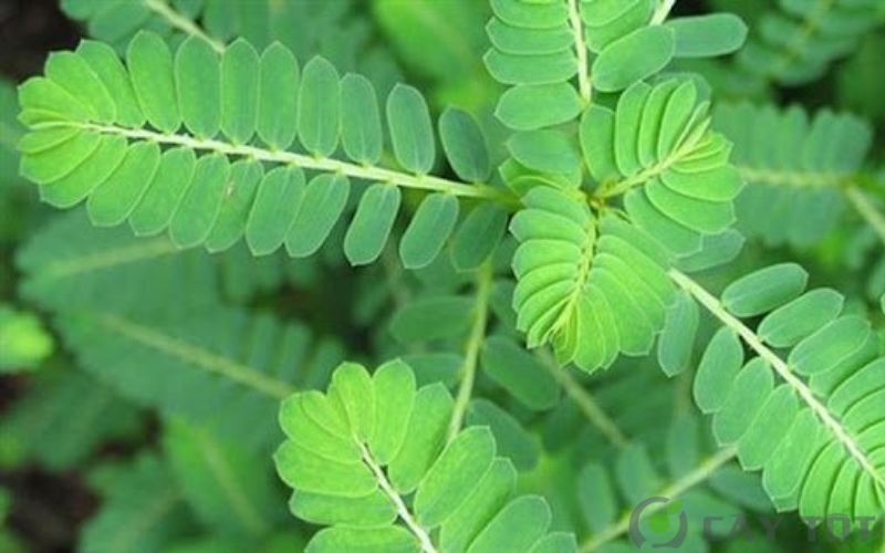 Chó đẻ răng (Phyllanthus amarus)