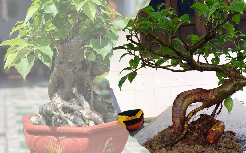 nhung cay bonsai dep nhat viet nam