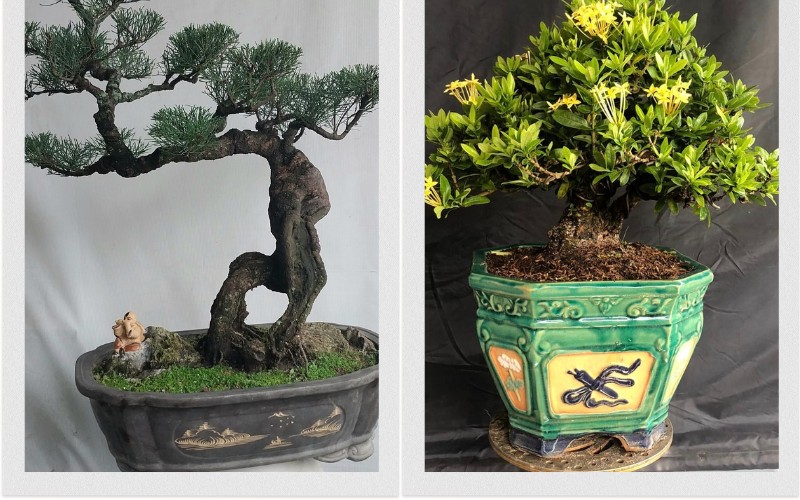 nhung cay bonsai dep nhat viet nam