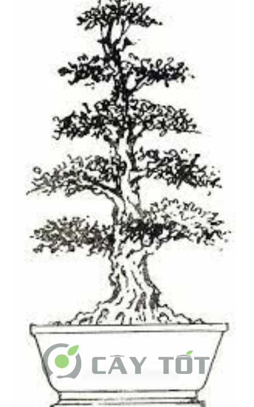 the cay canh bonsai