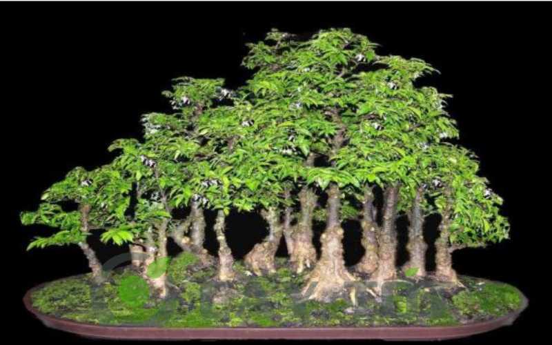 the cay canh bonsai