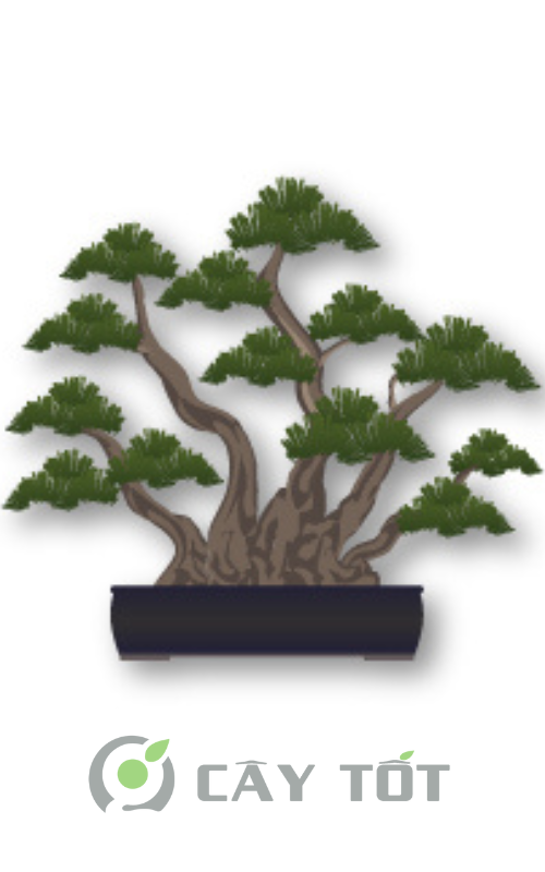 the cay canh bonsai