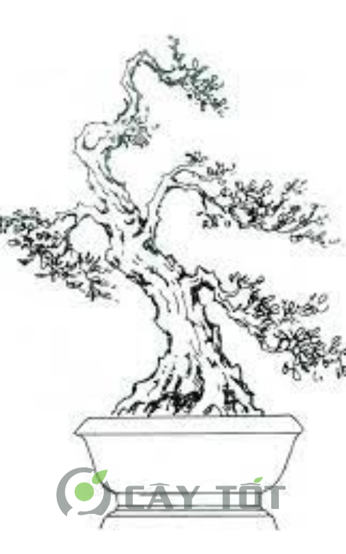 the cay canh bonsai