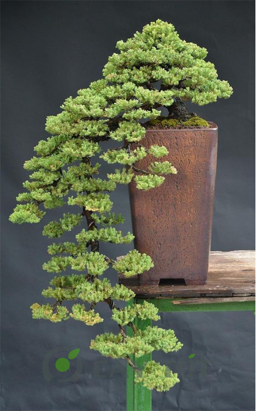 the cay canh bonsai