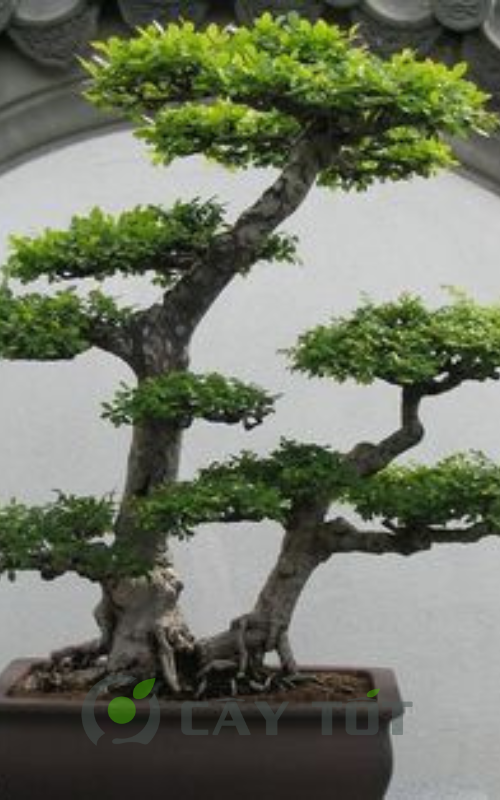 the cay canh bonsai