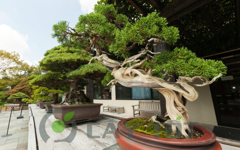 the cay canh bonsai