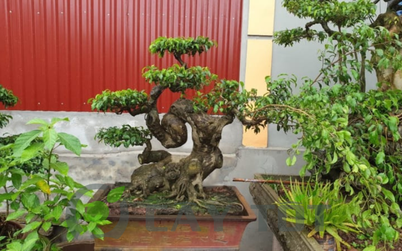 the cay canh bonsai