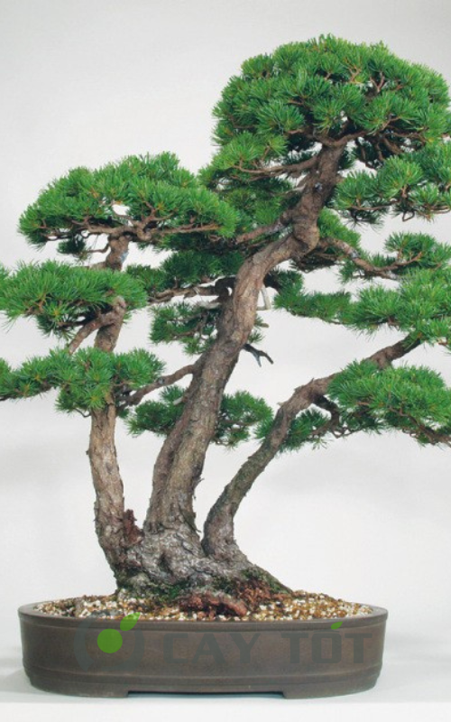 the cay canh bonsai