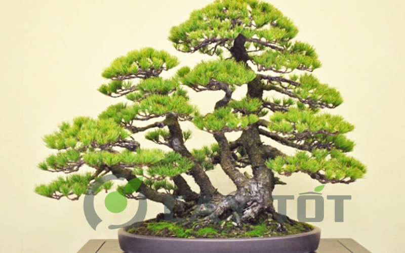 the cay bonsai