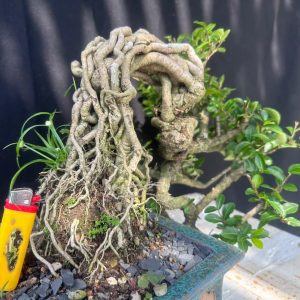 Cây Bonsai