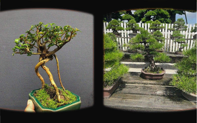 cay bonsai de ban