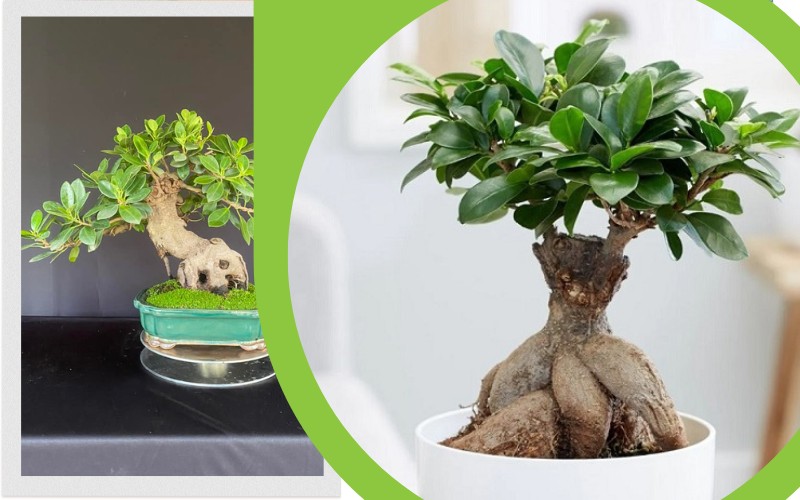 cay bonsai de ban