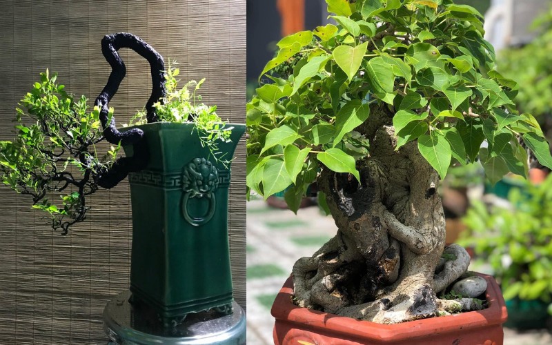 cay bonsai de ban