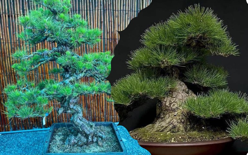 cay thong bonsai