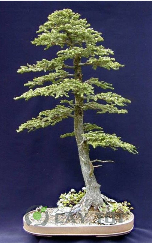 the cay bonsai