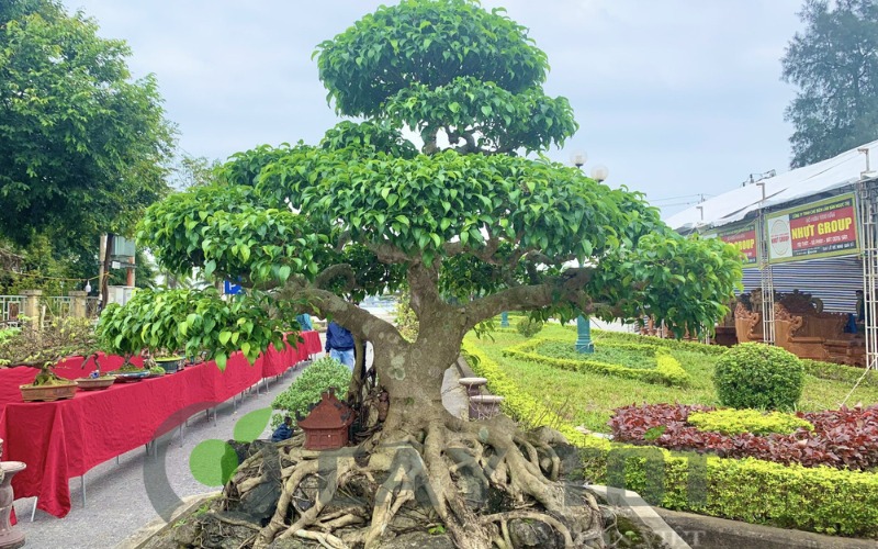 the cay bonsai