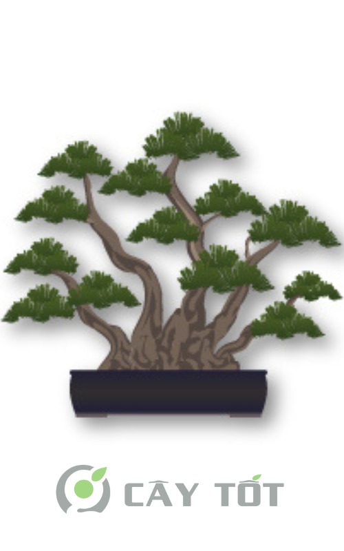 the cay bonsai