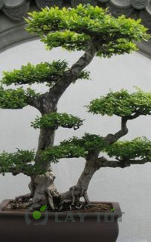 the cay bonsai