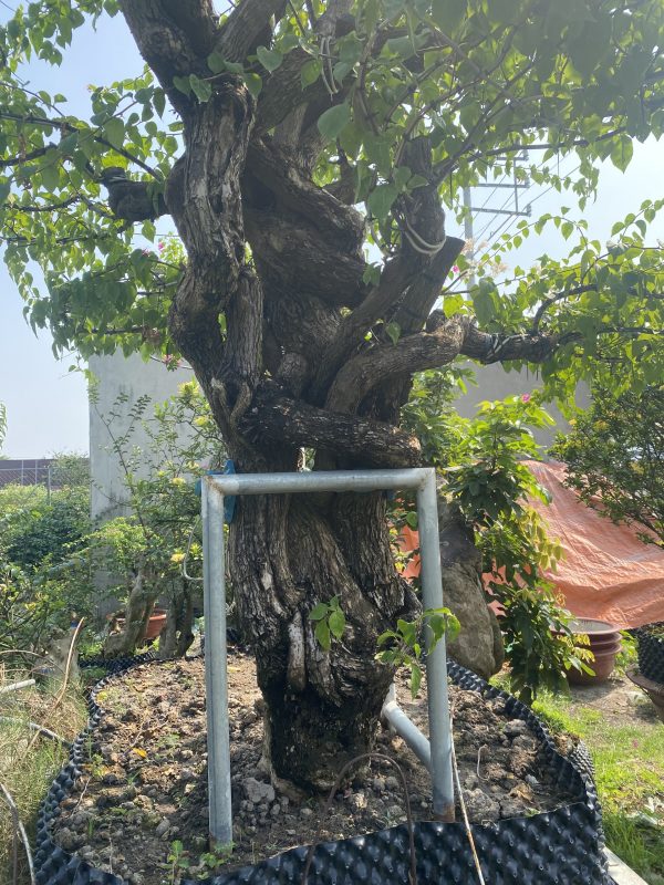 cay hoa giay kieng bonsai