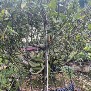 Cây mai bonsai cổ thụ mã hm001