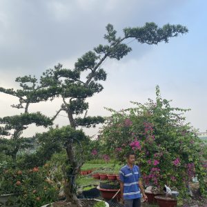 Cây tùng bonsai mã T01