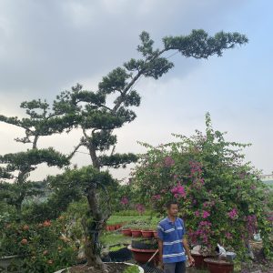 Cây Bonsai Lớn