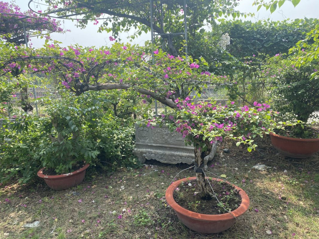 cay hoa giay kieng bonsai