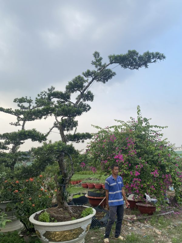 Cây tùng bonsai mã T01