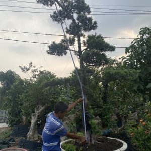 Cây tùng bonsai mã T01