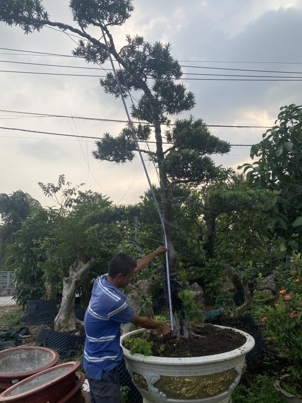 Cây tùng bonsai mã T01