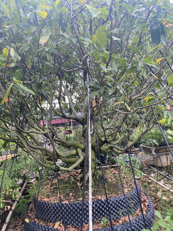 Cây mai bonsai cổ thụ mã hm001