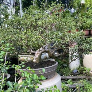 Ổi bonsai miniỔi bonsai mini