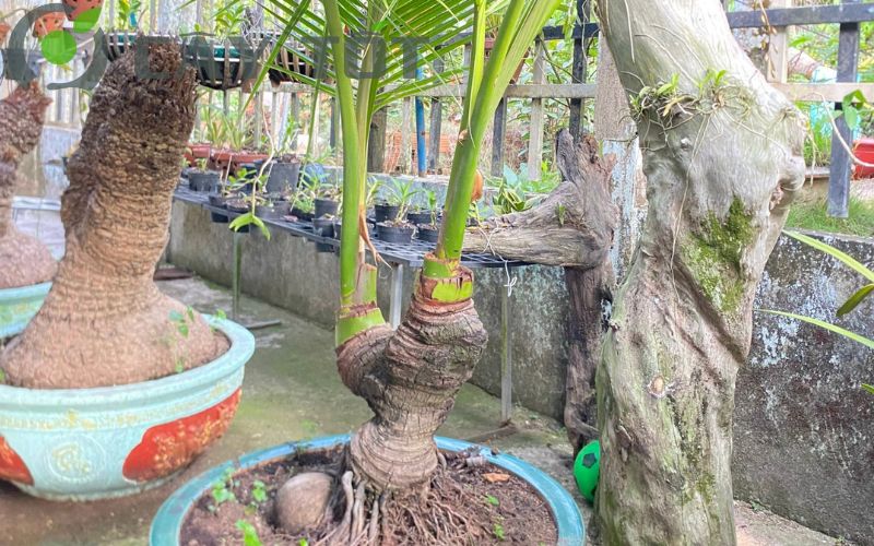Cây dừa bonsai