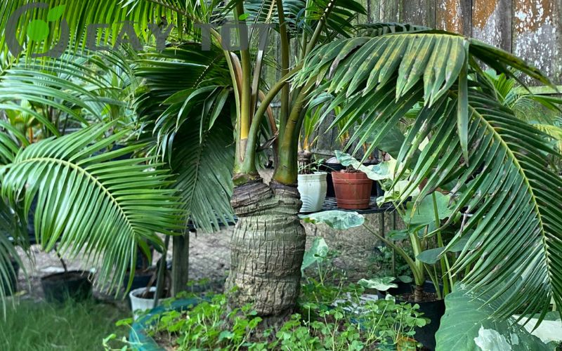 Cây dừa bonsai