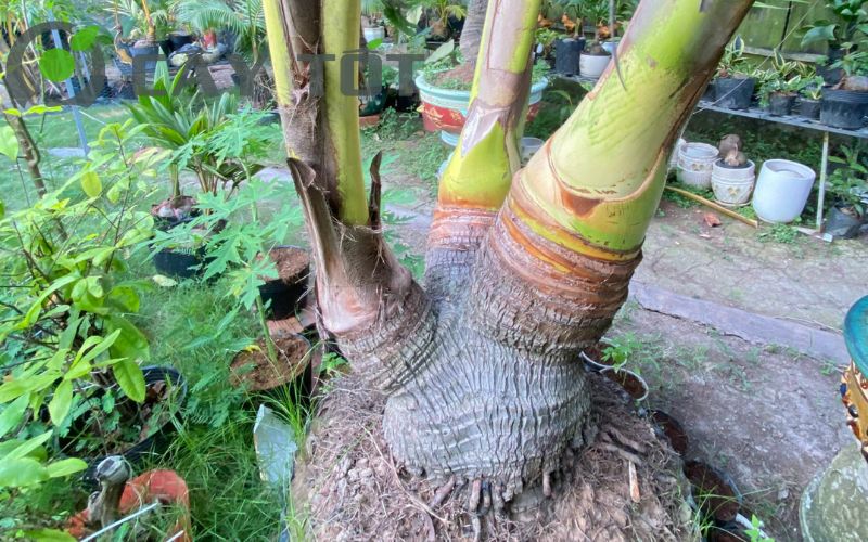 Cây dừa bonsai