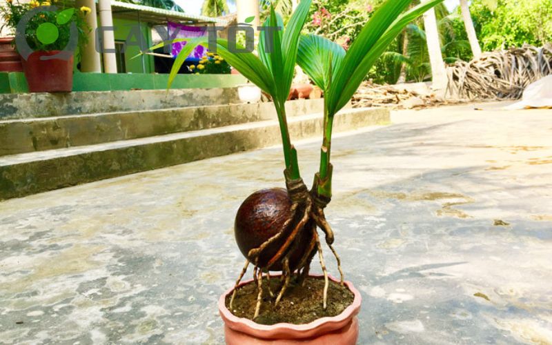 Cây dừa bonsai