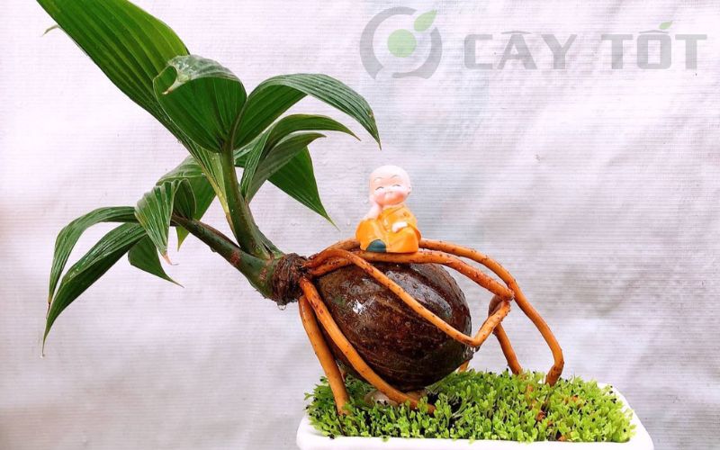 Cây dừa bonsai