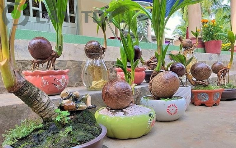 Cây dừa bonsai