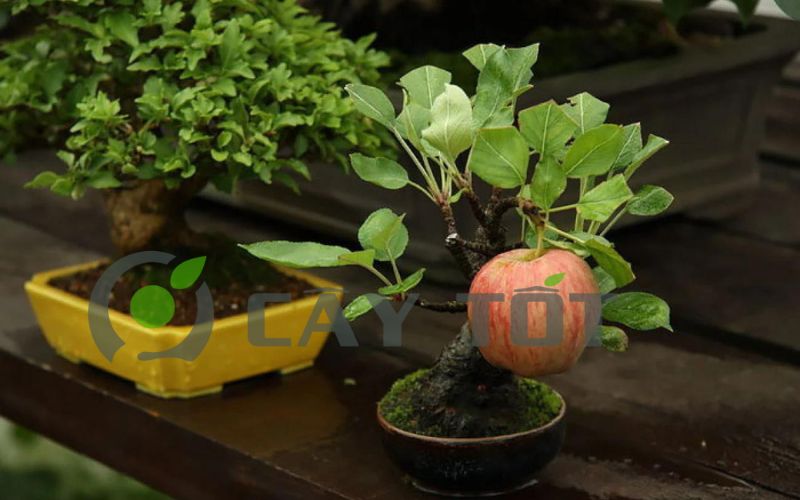 cây bonsai ăn trái