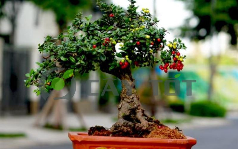 cây bonsai ăn trái