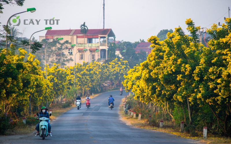 cây chuông vàng