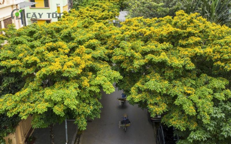 cây giáng hương