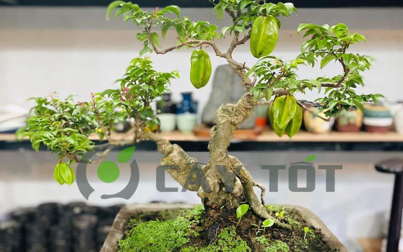 cây khế bonsai