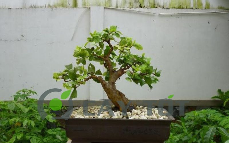 cây ổi bonsai